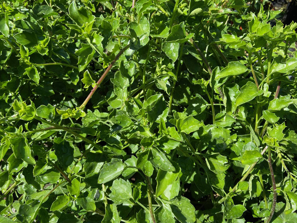 Senecio angulatus