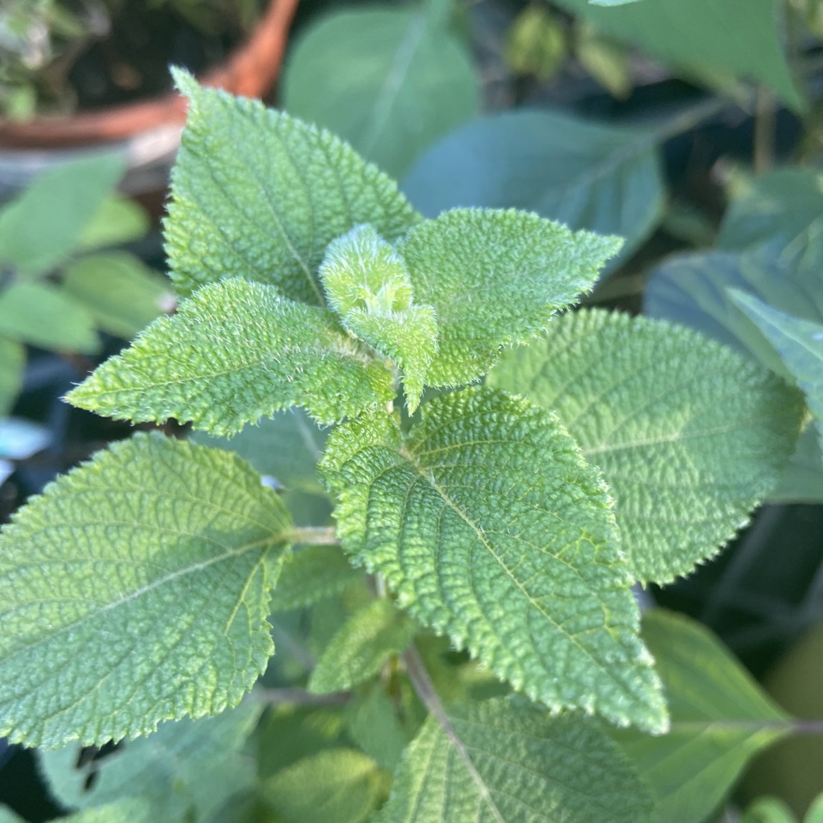 Erbacea - SALVIA rubiginosa
