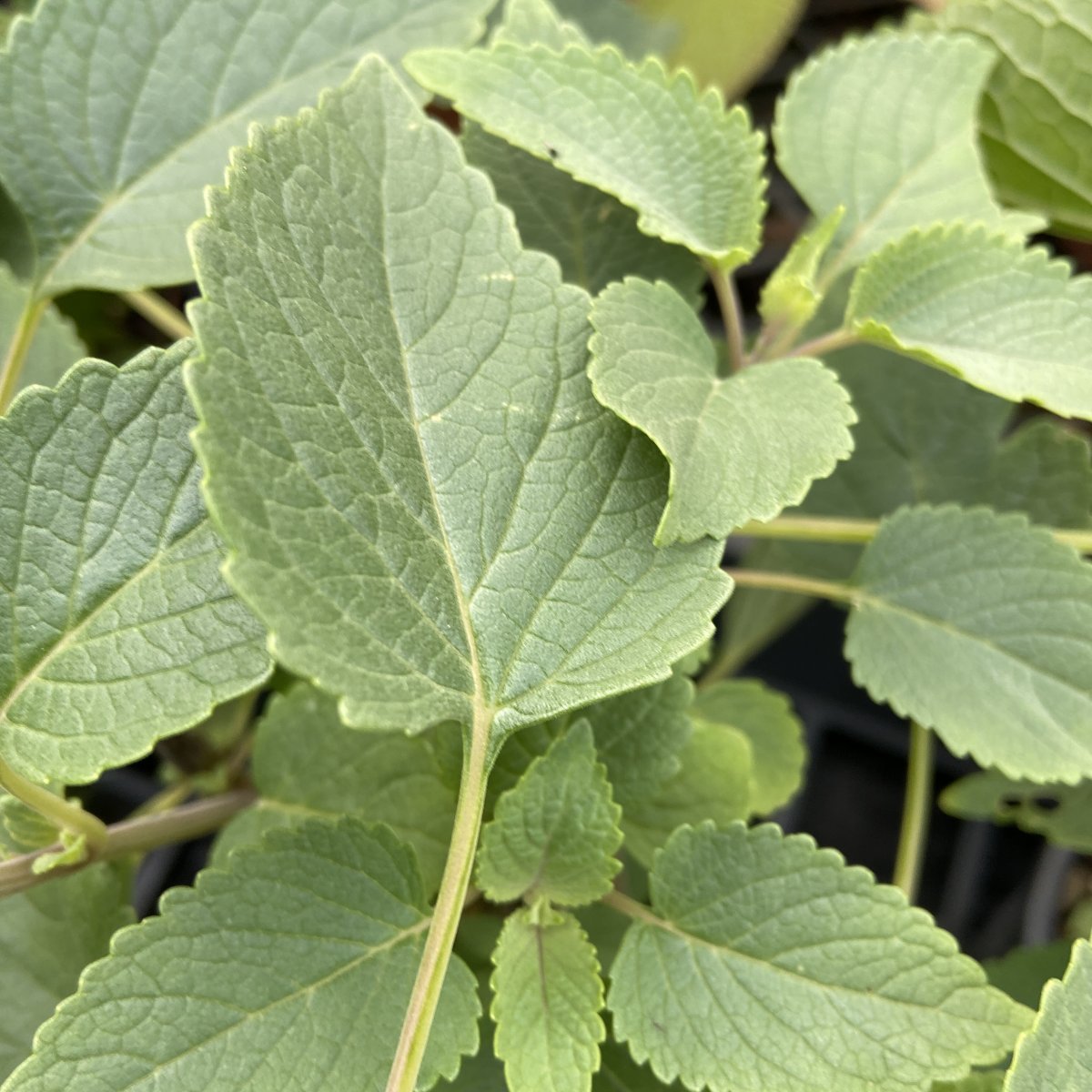 Erbacea - PYCNOSTACHYS urticifolia in vendita