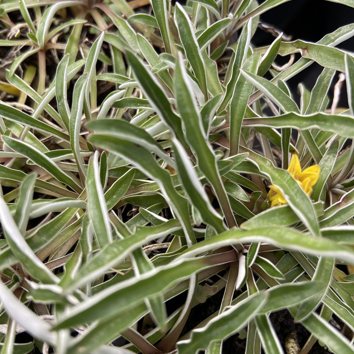 Erbacea - DYMONDIA margaretae in vendita