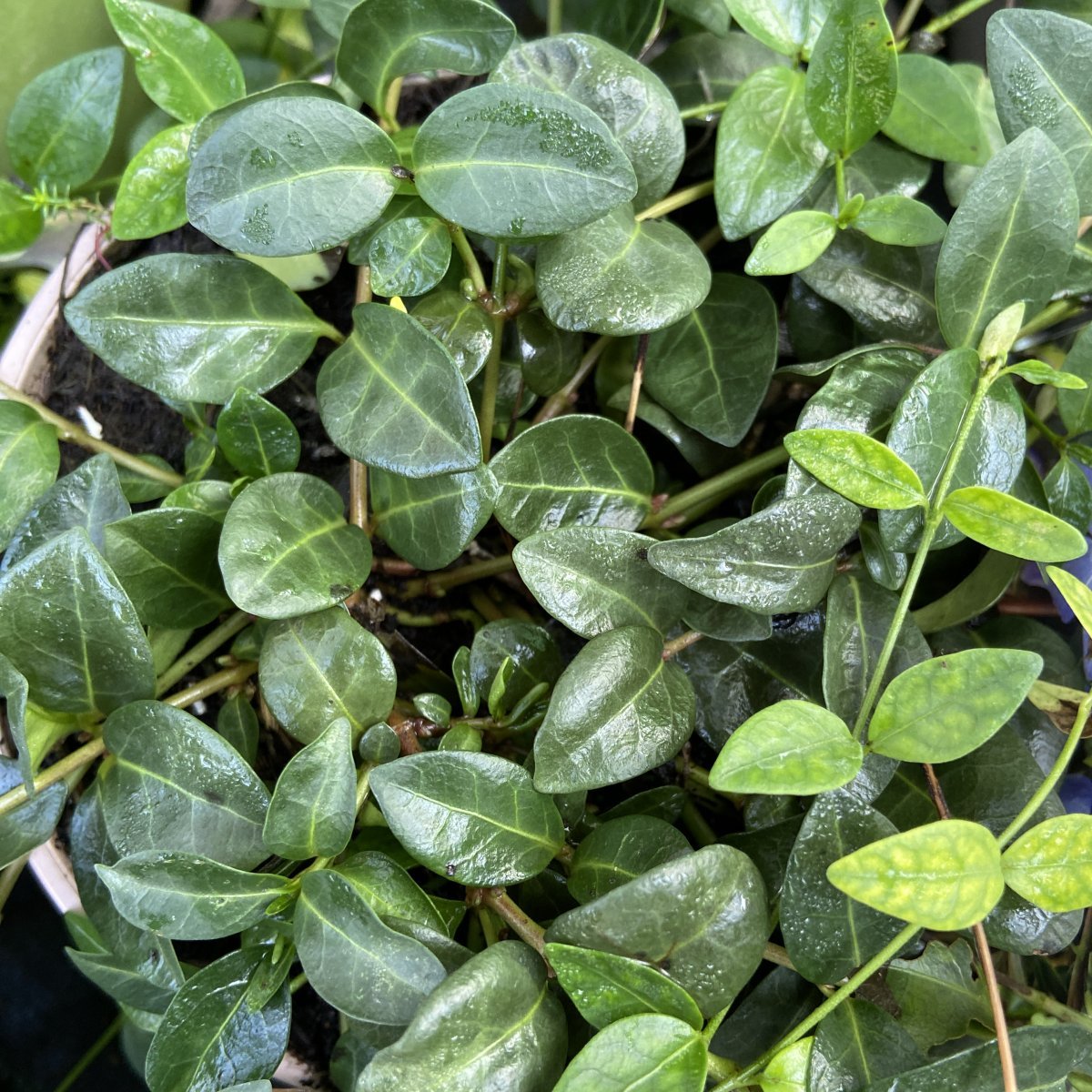 Erbacea - VINCA minor  in vendita