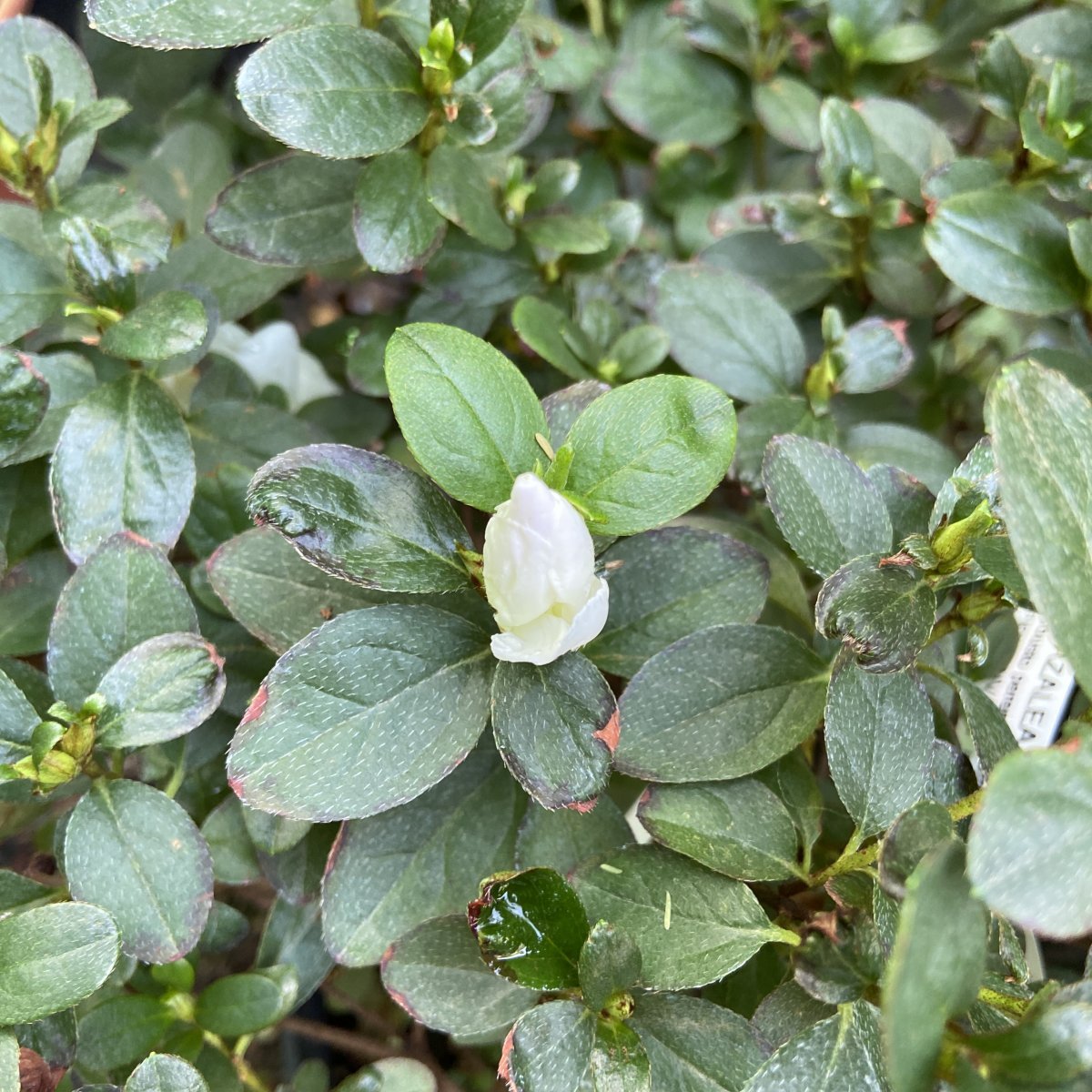 Arbusto - AZALEA japonica in vendita