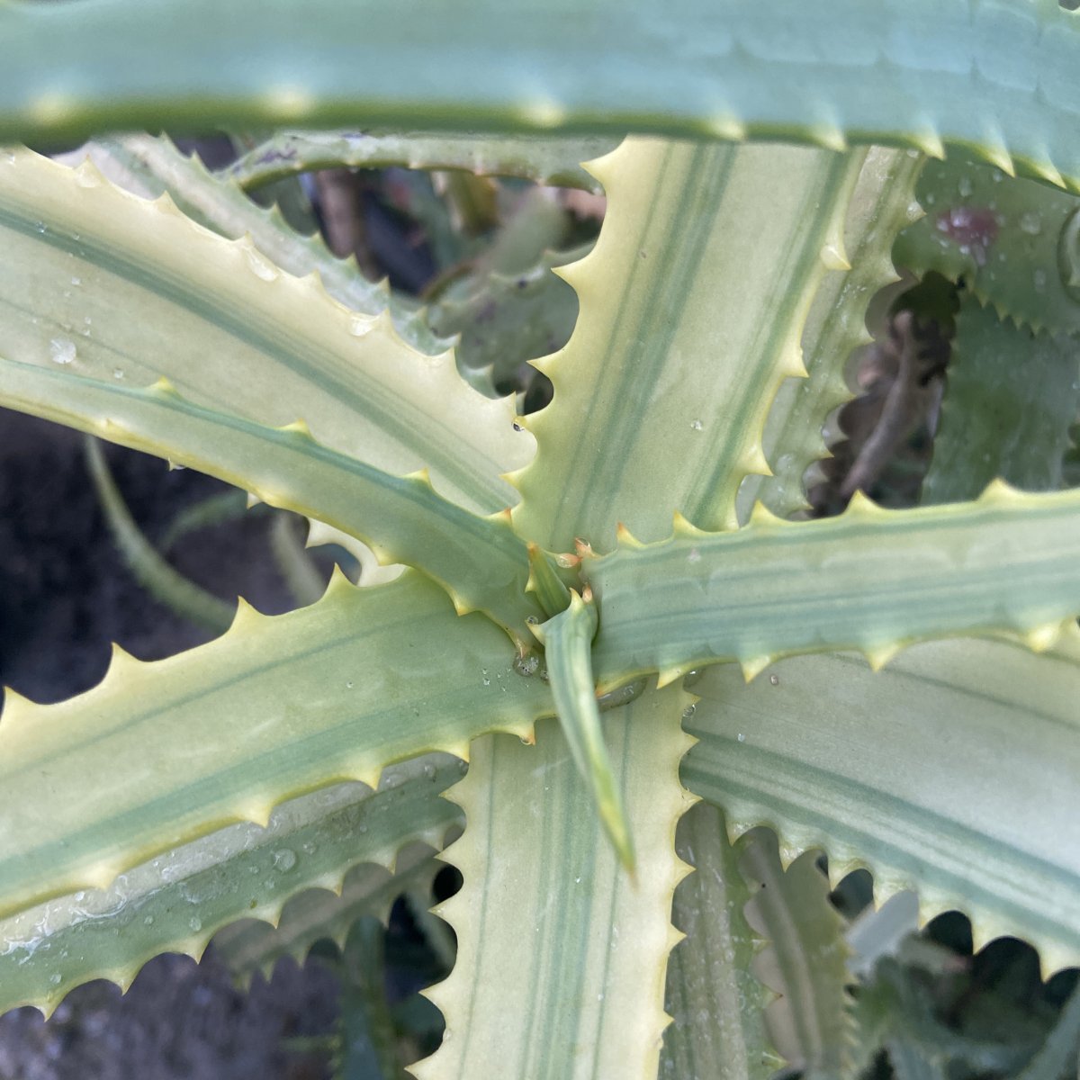 Succulenta - ALOE arborescens Variegata