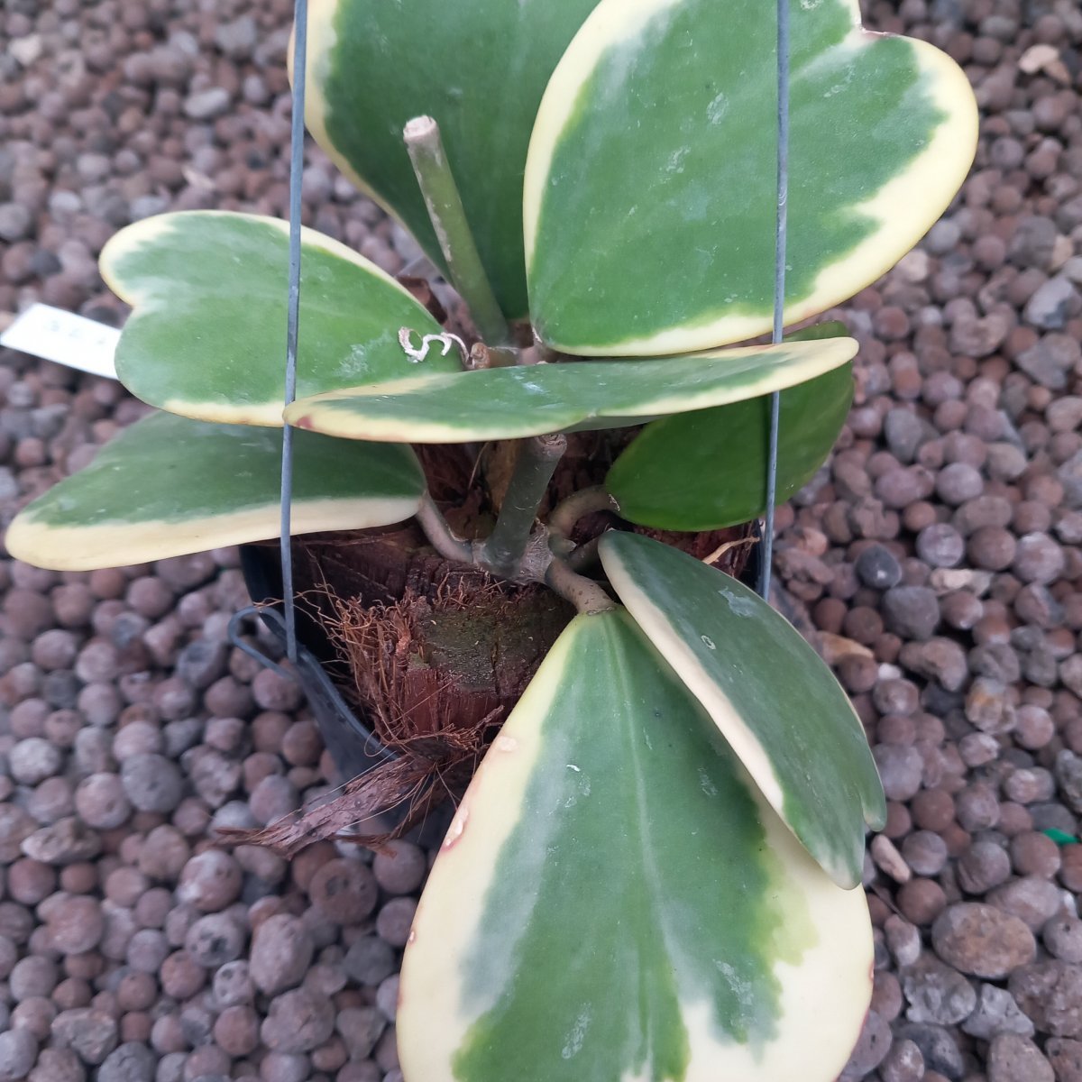  - HOYA kerrii Variegata FIORE di CERA
