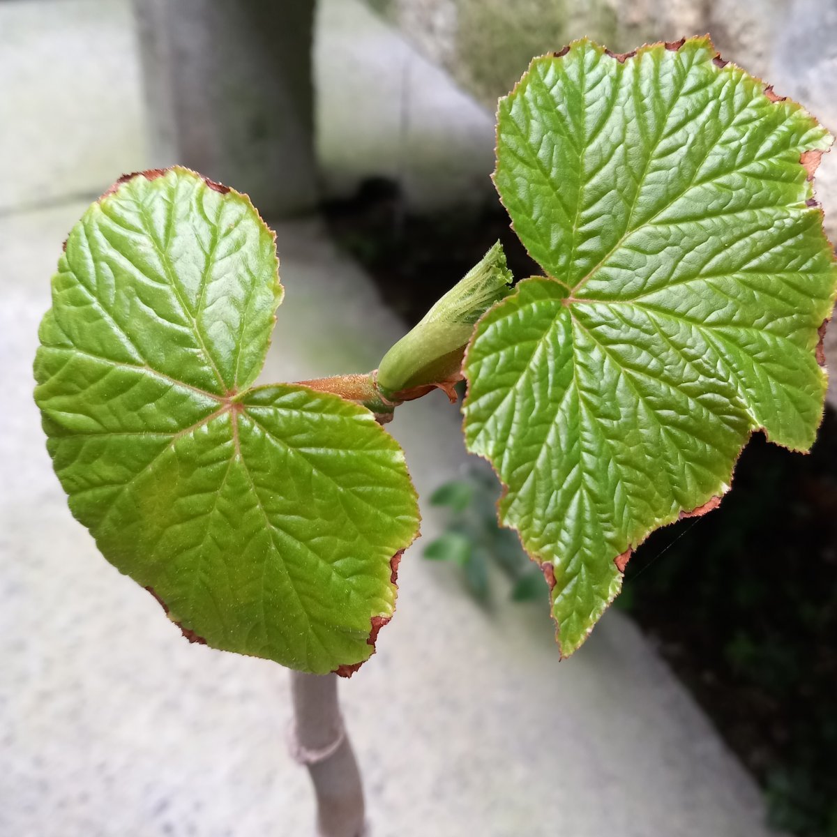 Erbacea - BEGONIA reniformis syn. B. vitifolia in vendita