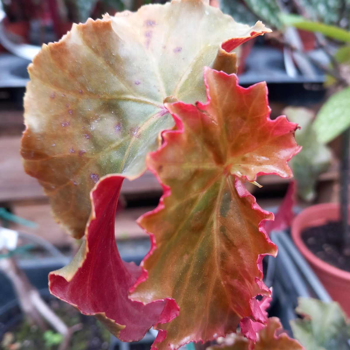 Erbacea - BEGONIA Jumbo Jet in vendita