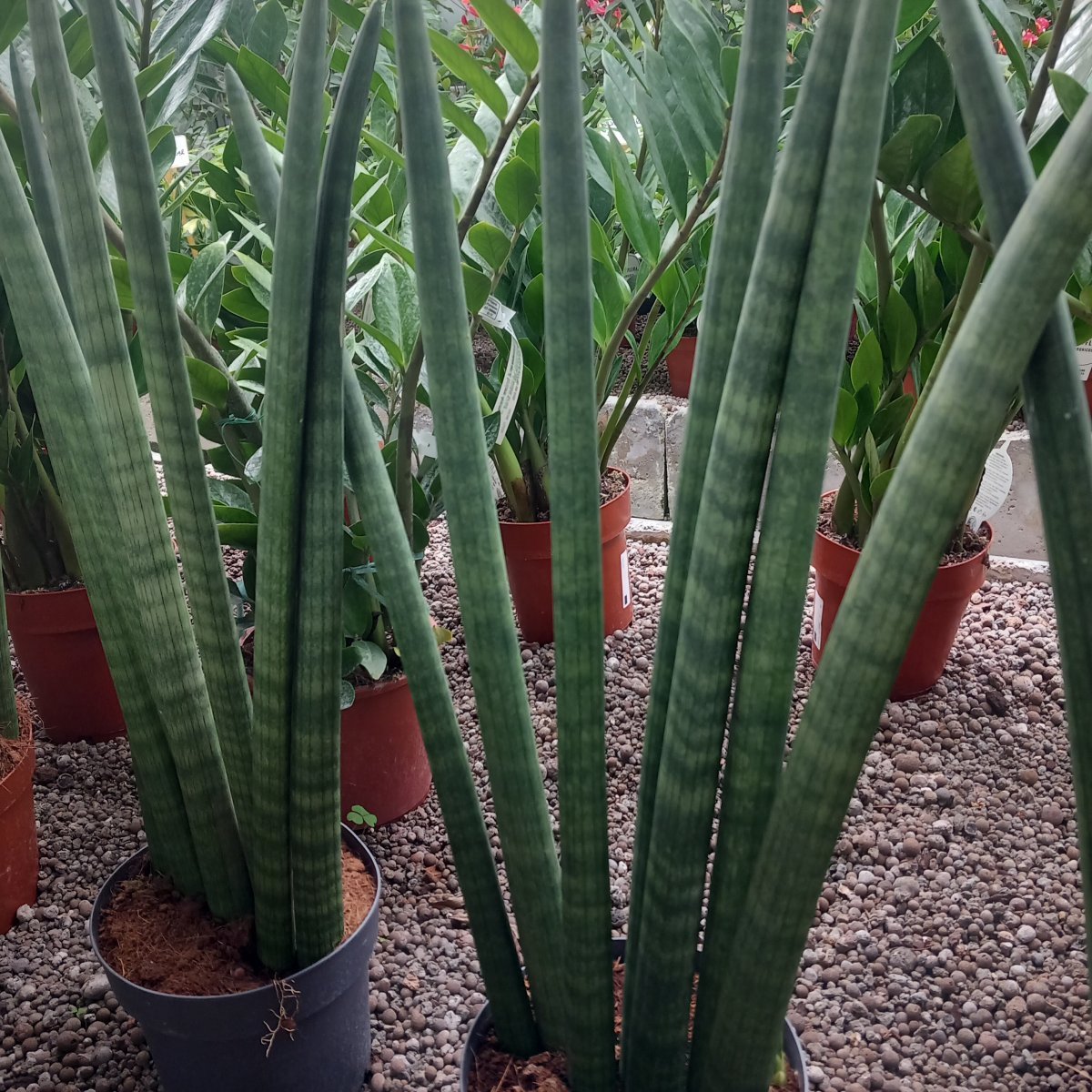 Erbacea - SANSEVIERIA cylindrica in vendita