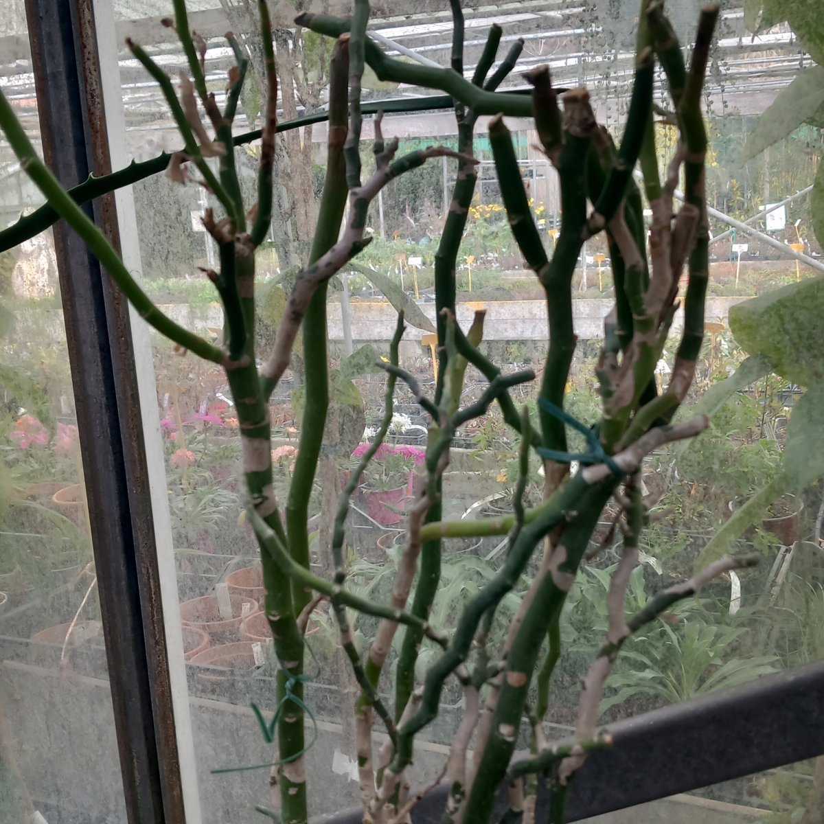 Arbusto - PEDILANTHUS tithymaloides 