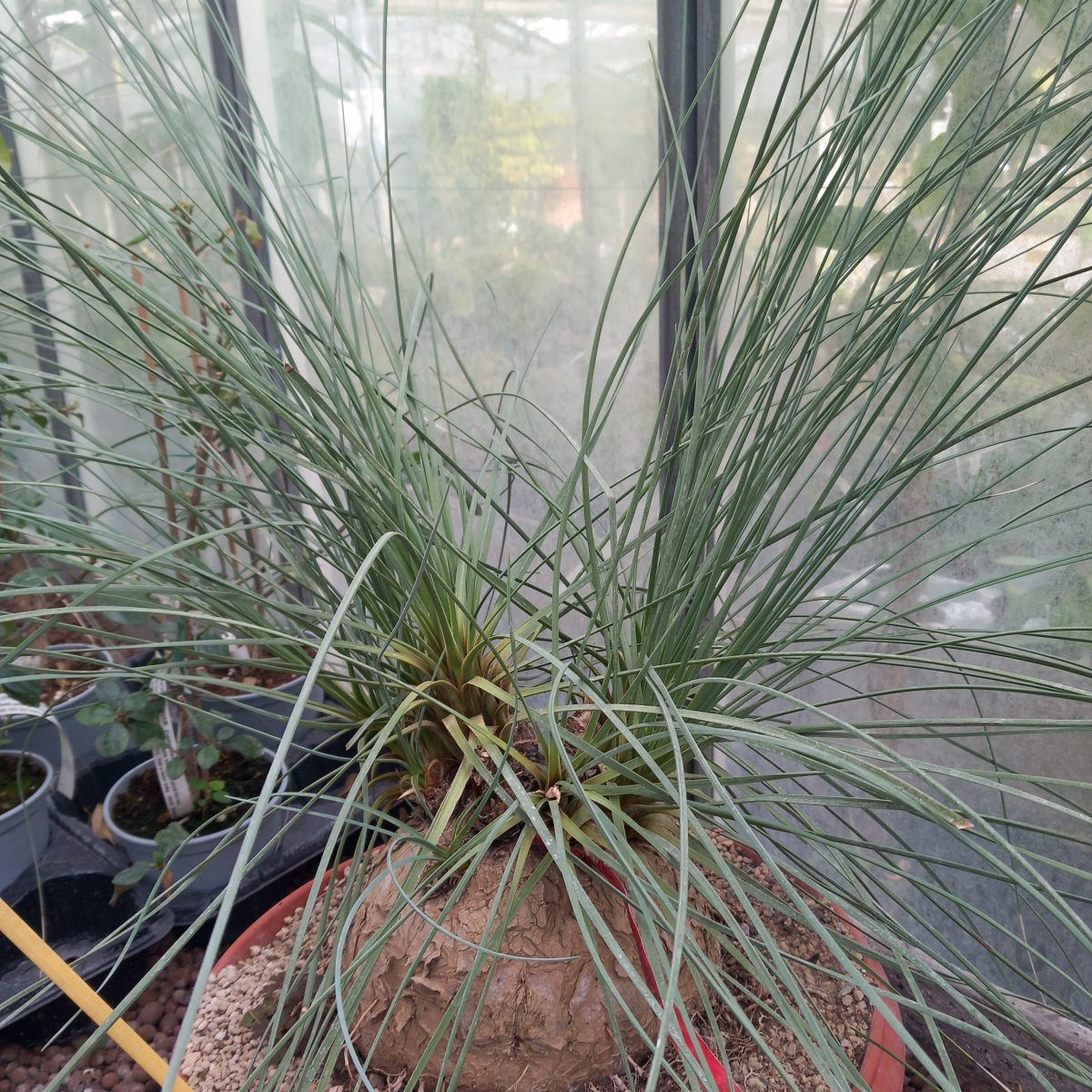 Erbacea - CALIBANUS hookeri