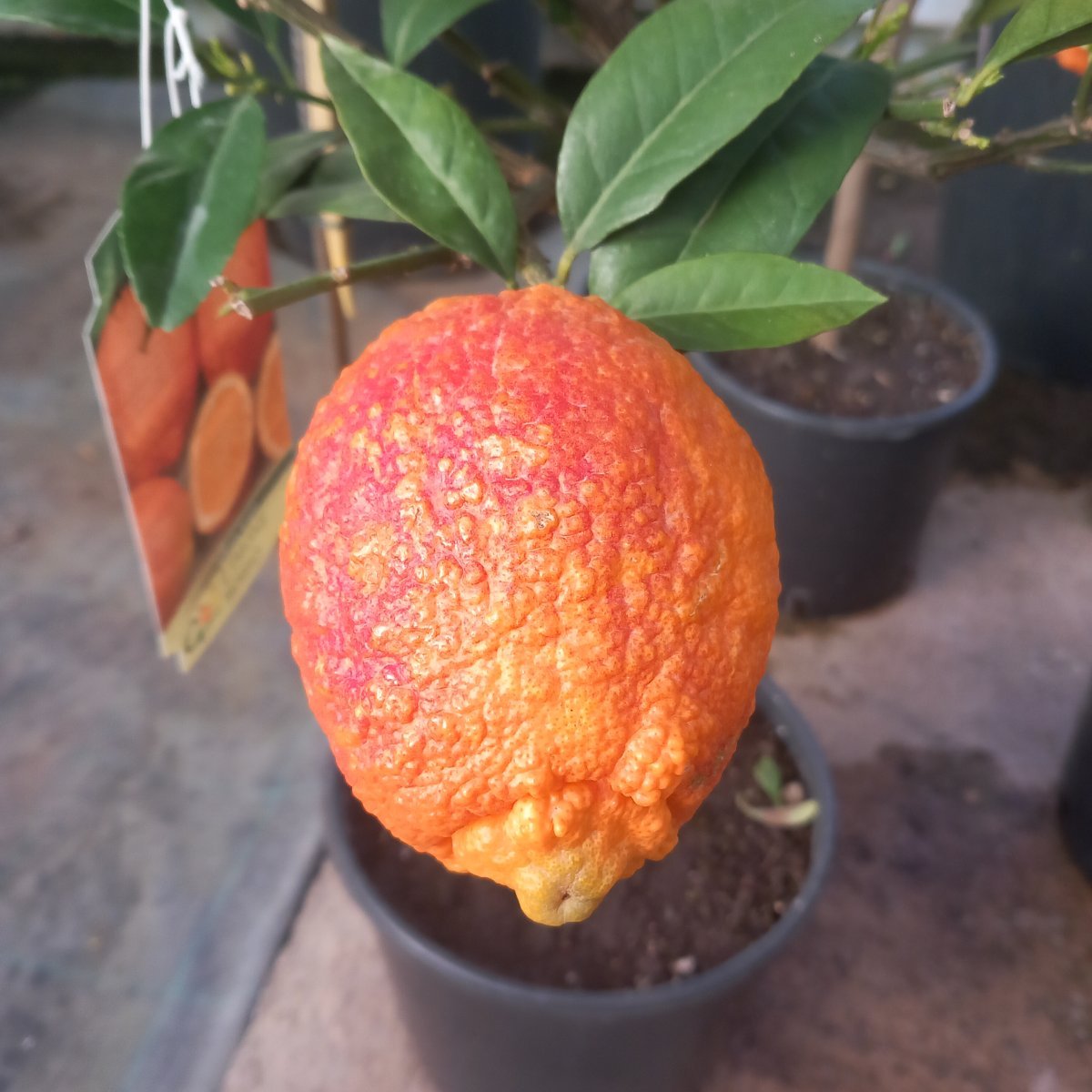 Albero o Alberello - CITRUS volkameriana LIMONE ROSSO in vendita