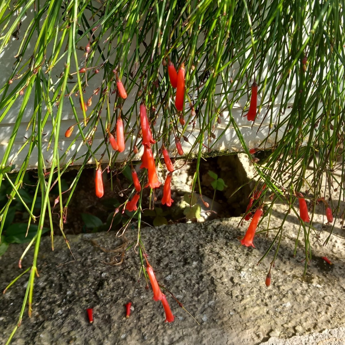  - RUSSELIA equisetiformis in vendita