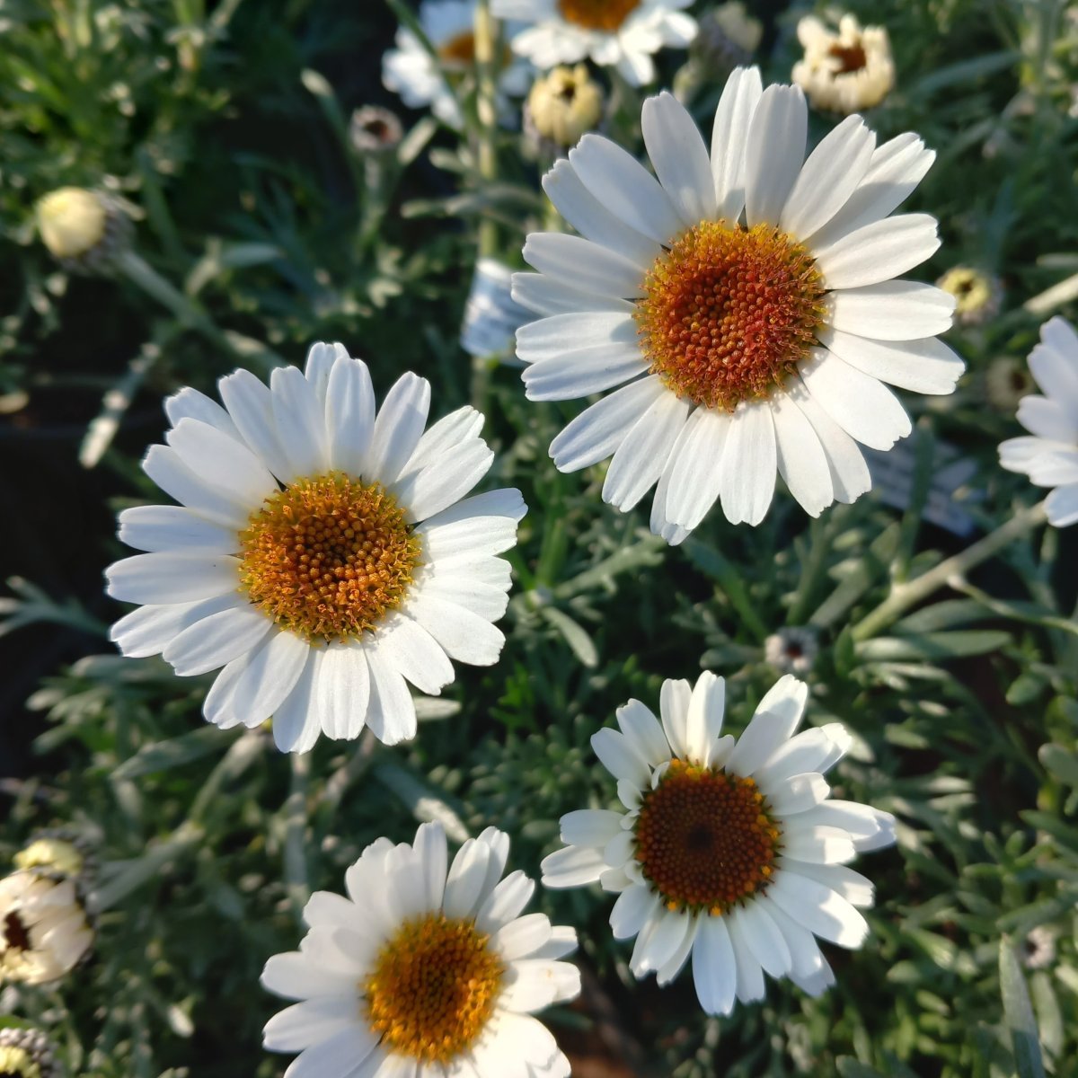 Erbacea - RHODANTHEMUM hosmariense in vendita