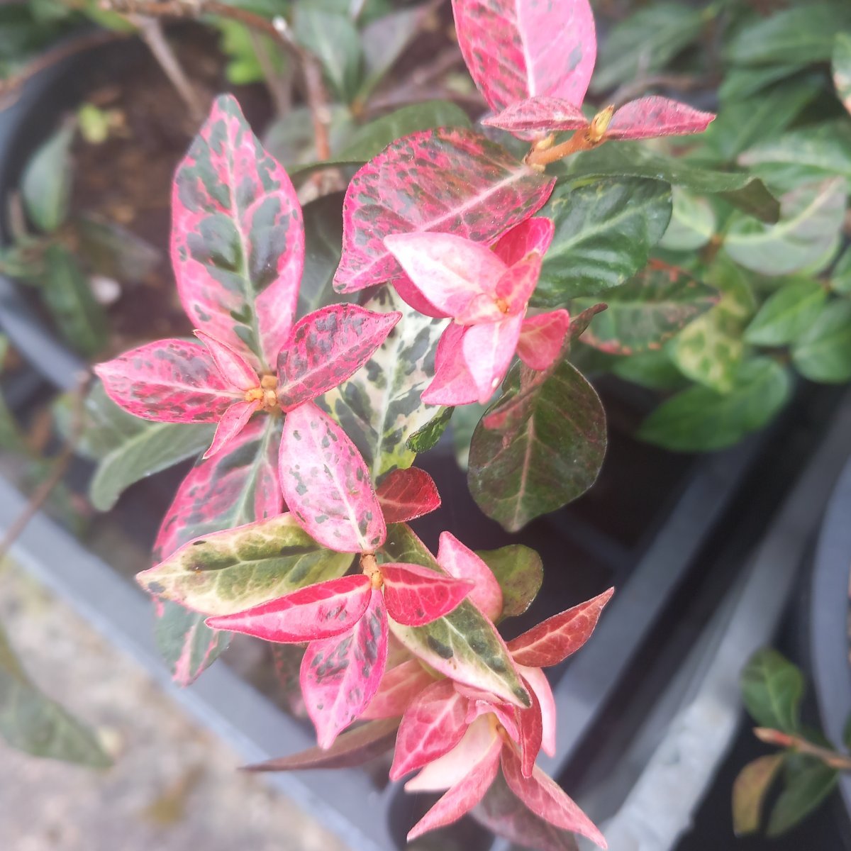 Rampicante - TRACHELOSPERMUM jasminoides Tricolor in vendita