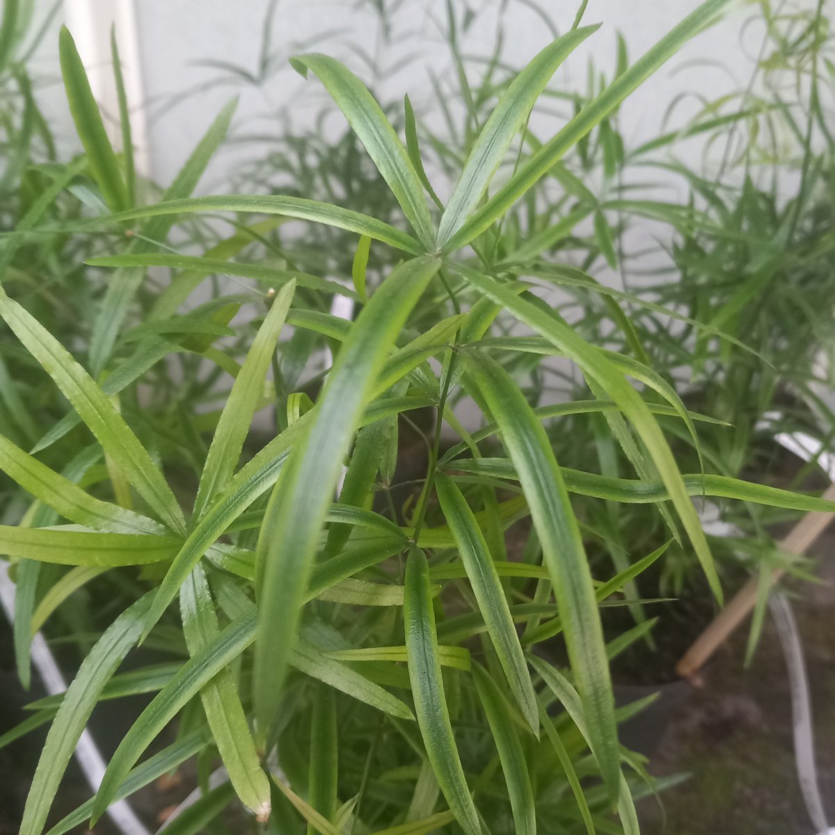 Rizomatosa - ASPARAGUS falcatus in vendita