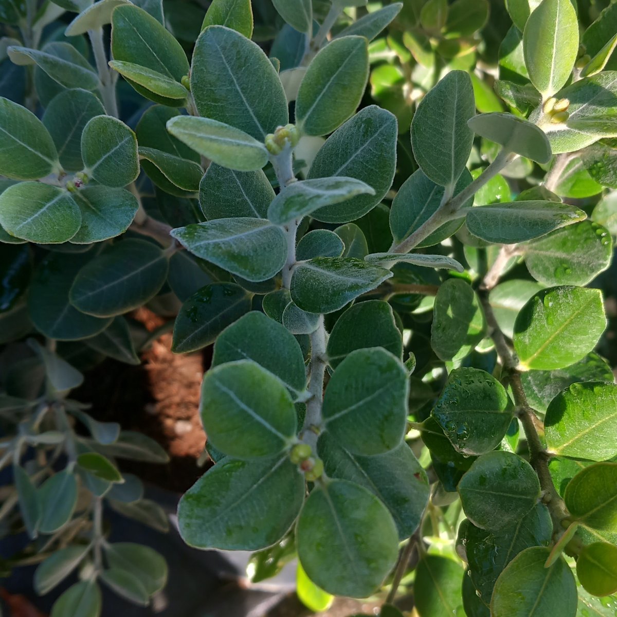 Arbusto - METROSIDEROS excelsa  sin. M. tomentosa  in vendita