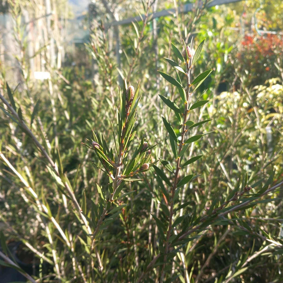 Arbusto - CALLISTEMON viminalis