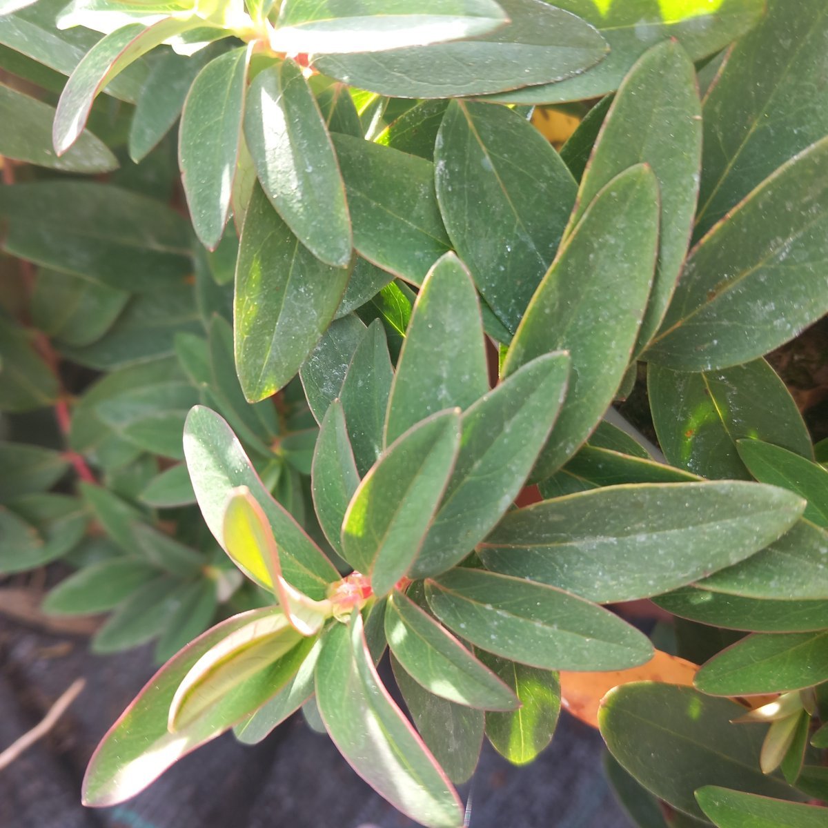 Arbusto - HYPERICUM Hidcote in vendita