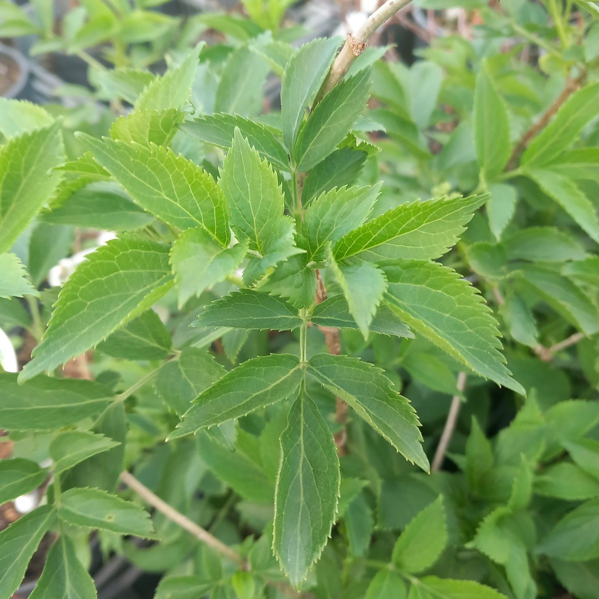 Arbusto - SAMBUCUS nigra Black Beauty in vendita