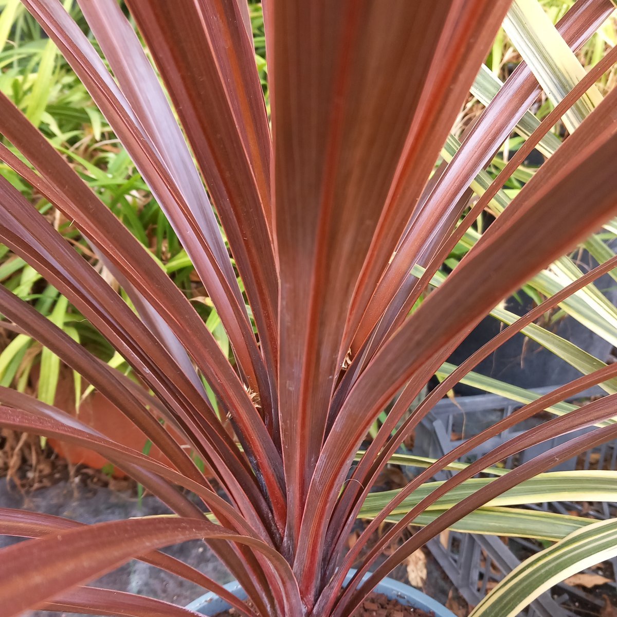 Arbusto - CORDYLINE australis Red Star