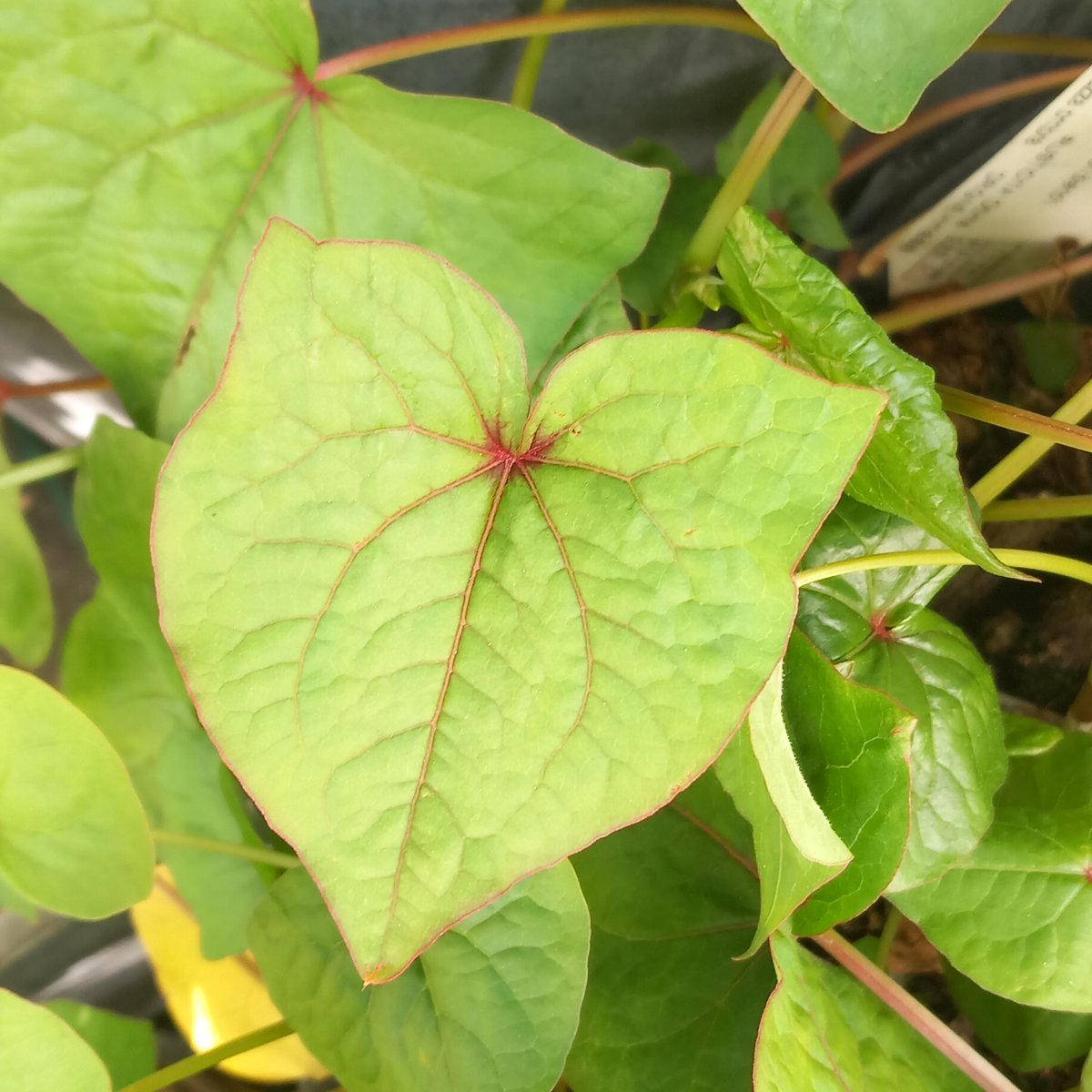 Arbusto - FAGOPYRUM dibotrys sin. F. cymosum in vendita