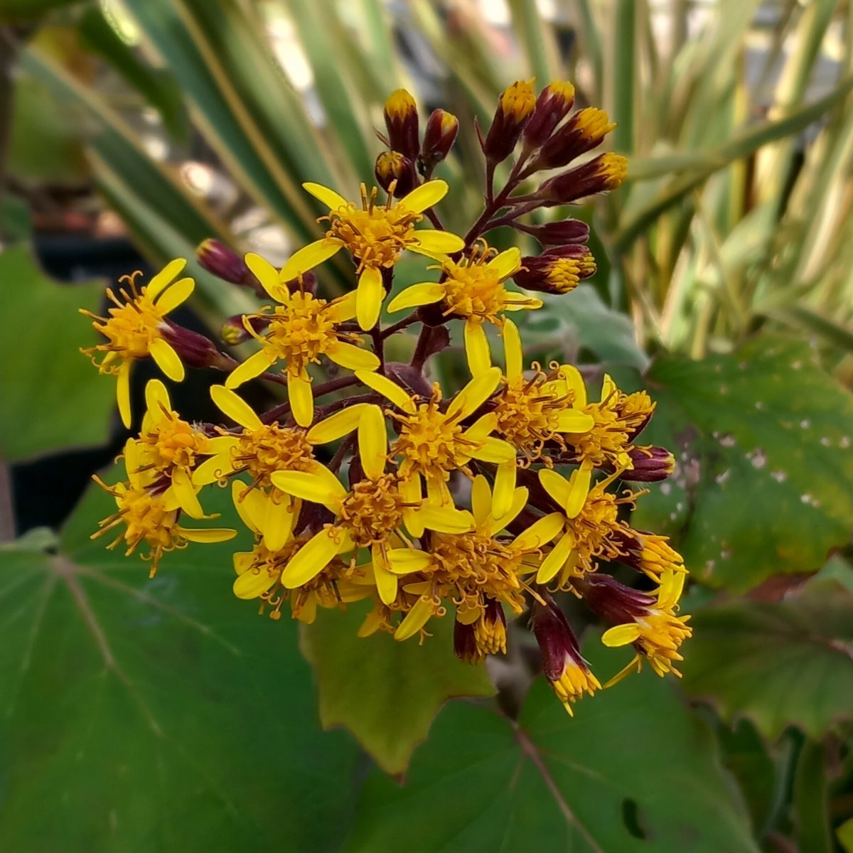 Arbusto - SENECIO petasites in vendita