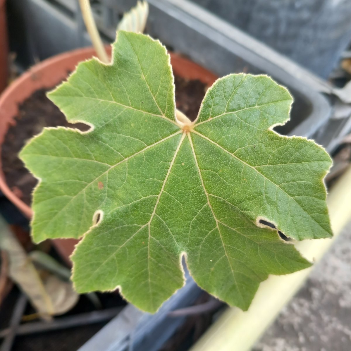 Arbusto - TETRAPANAX papyriferus in vendita