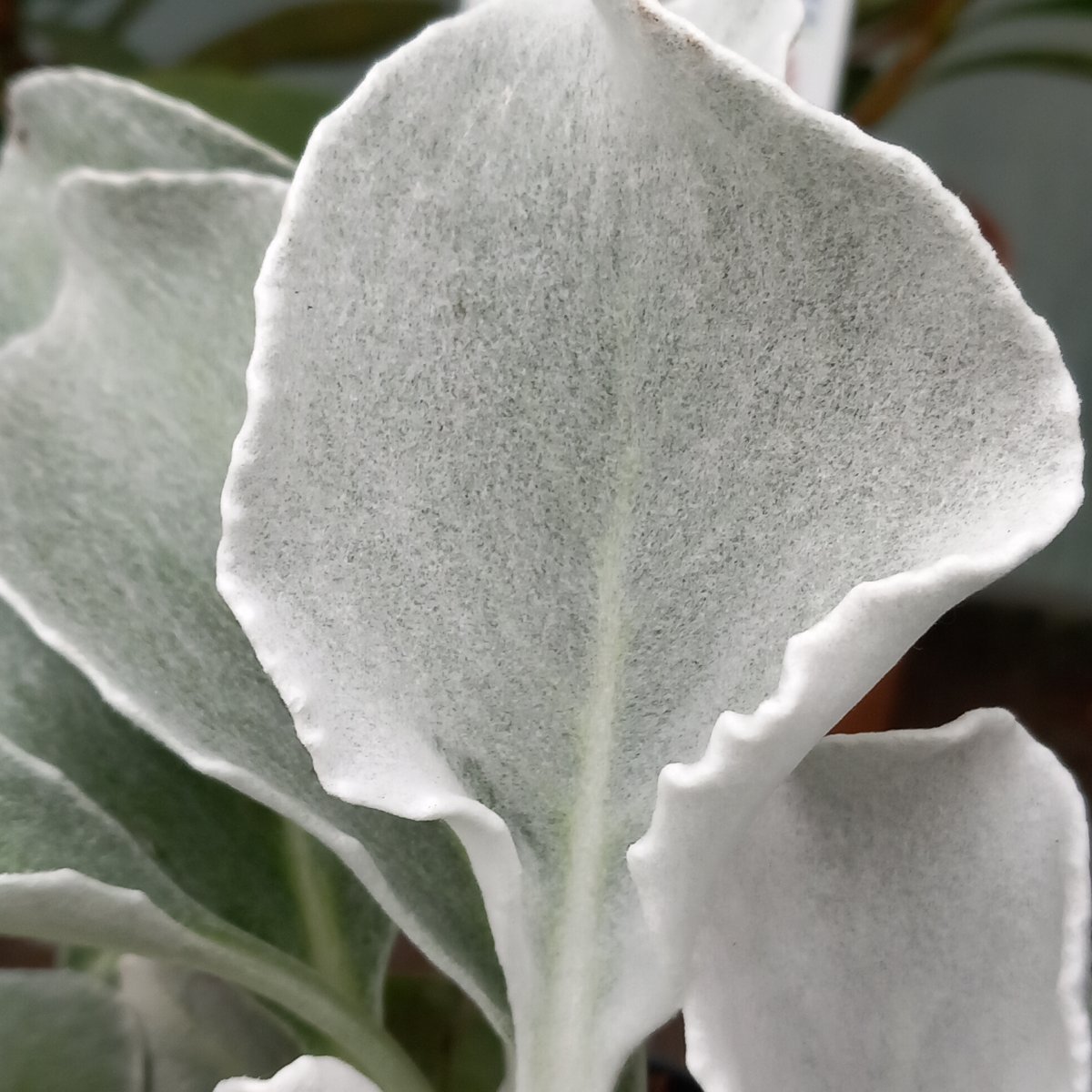 Erbacea - SENECIO candicans Angel Wings in vendita