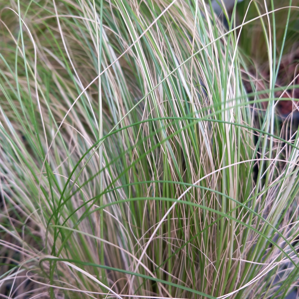Erbacea - STIPA tenuissima Pony Tails in vendita
