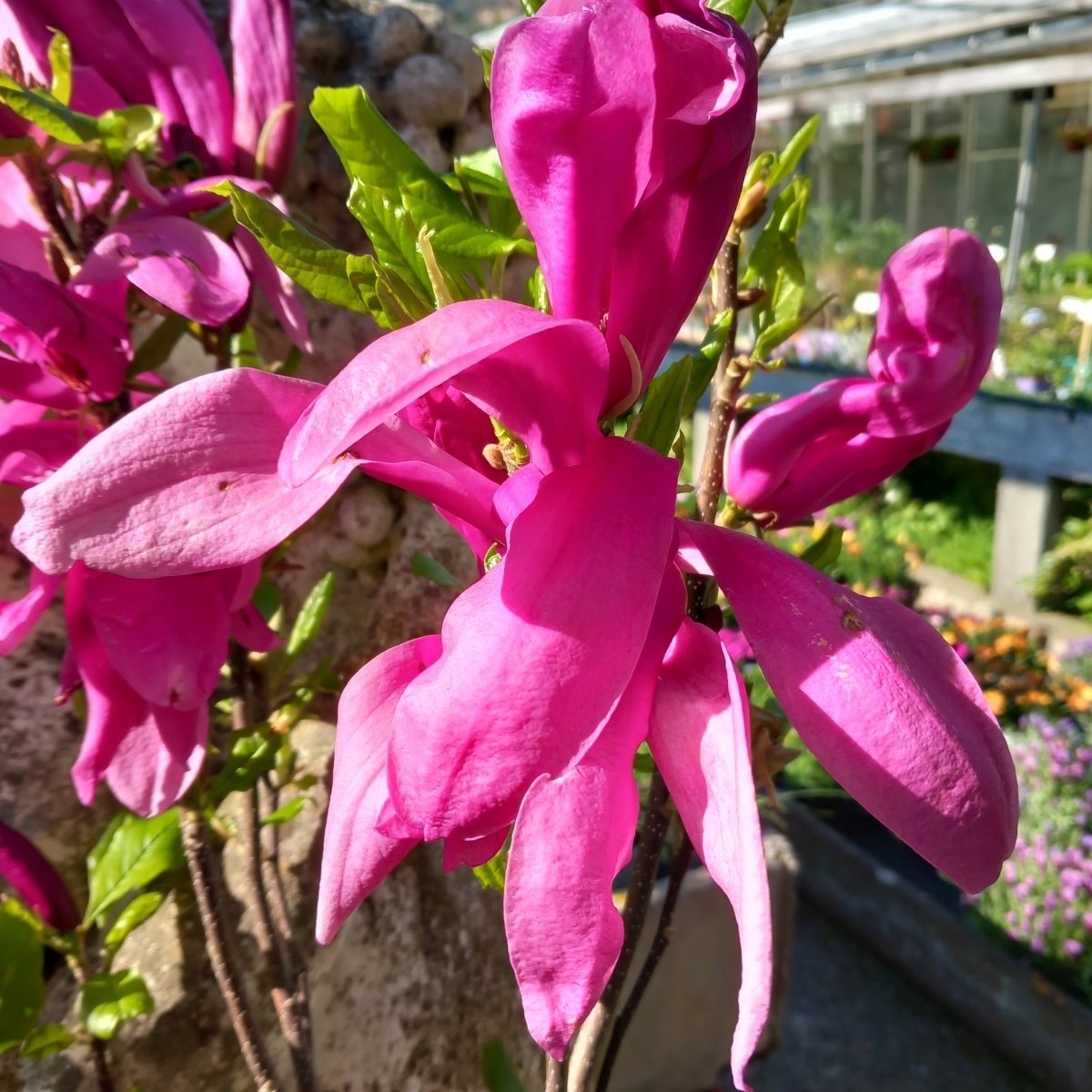 Arbusto - MAGNOLIA Susan