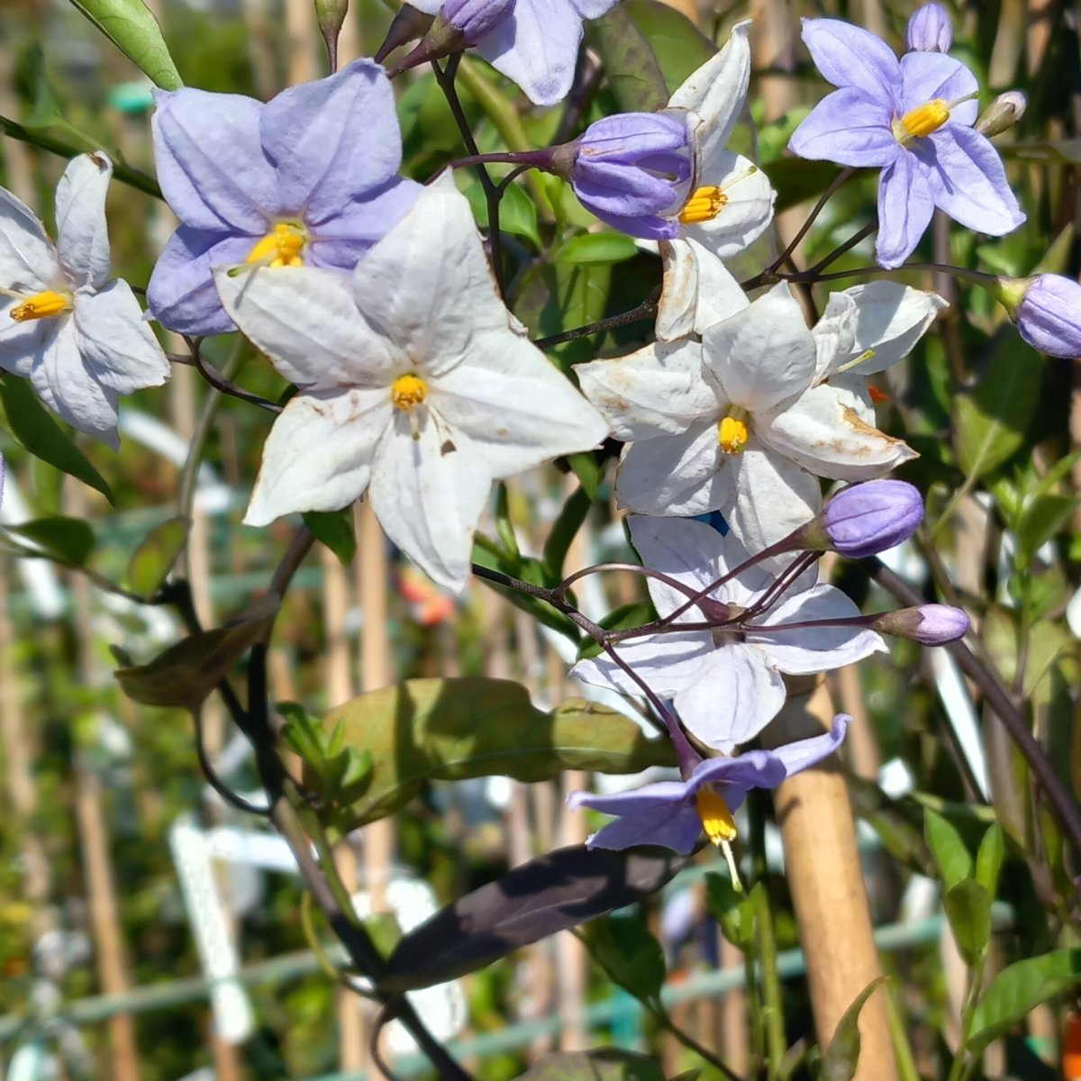 Rampicante - SOLANUM jasminoides in vendita