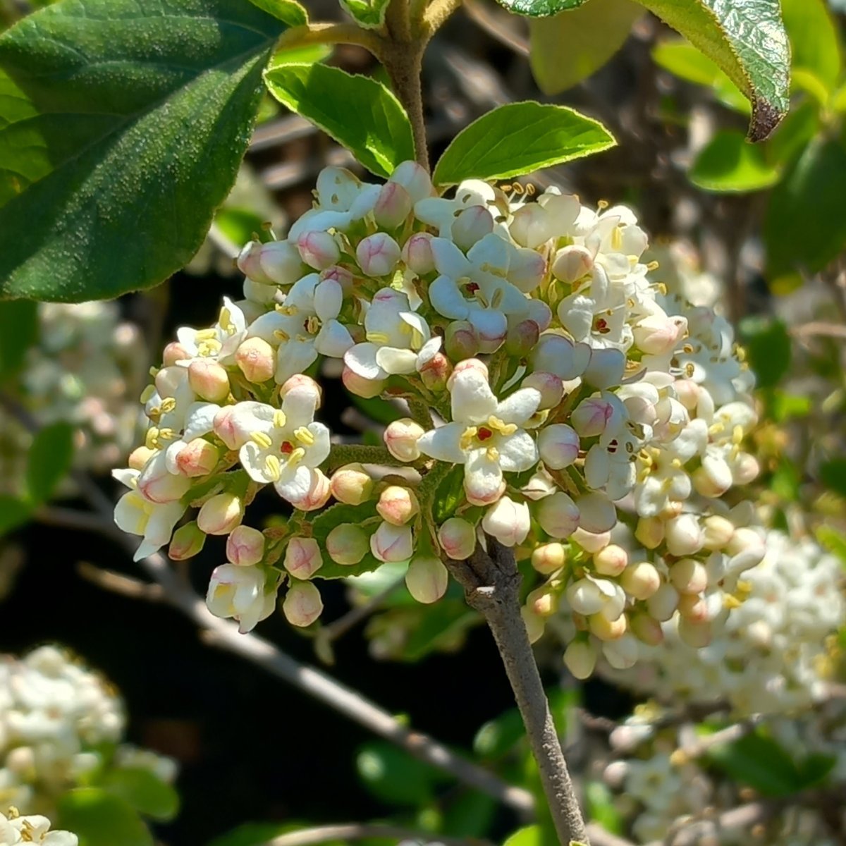 Arbusto - VIBURNUM x burkwoodii in vendita