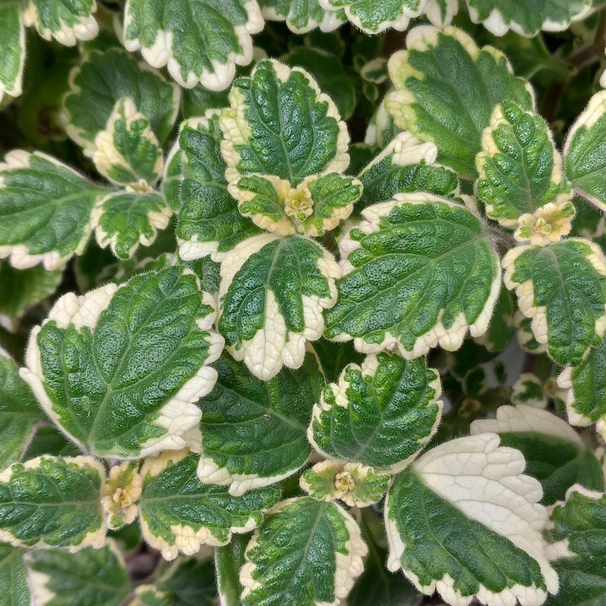  - PLECTRANTHUS coleoides Variegatum  FALSO INCENSO