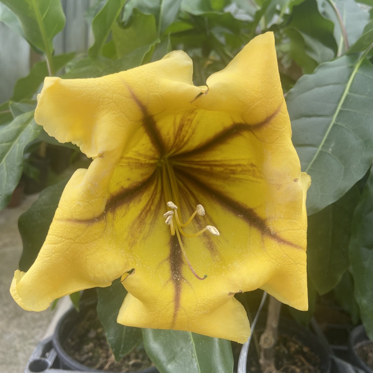 Arbusto - SOLANDRA grandiflora sin. S. nitida in vendita