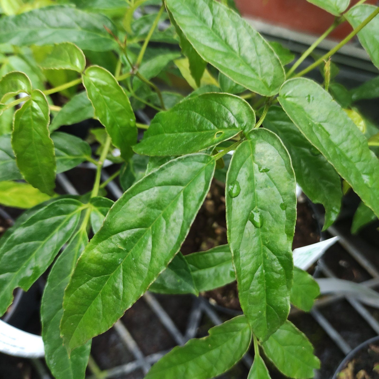 Rampicante - TECOMANTHE hilli in vendita