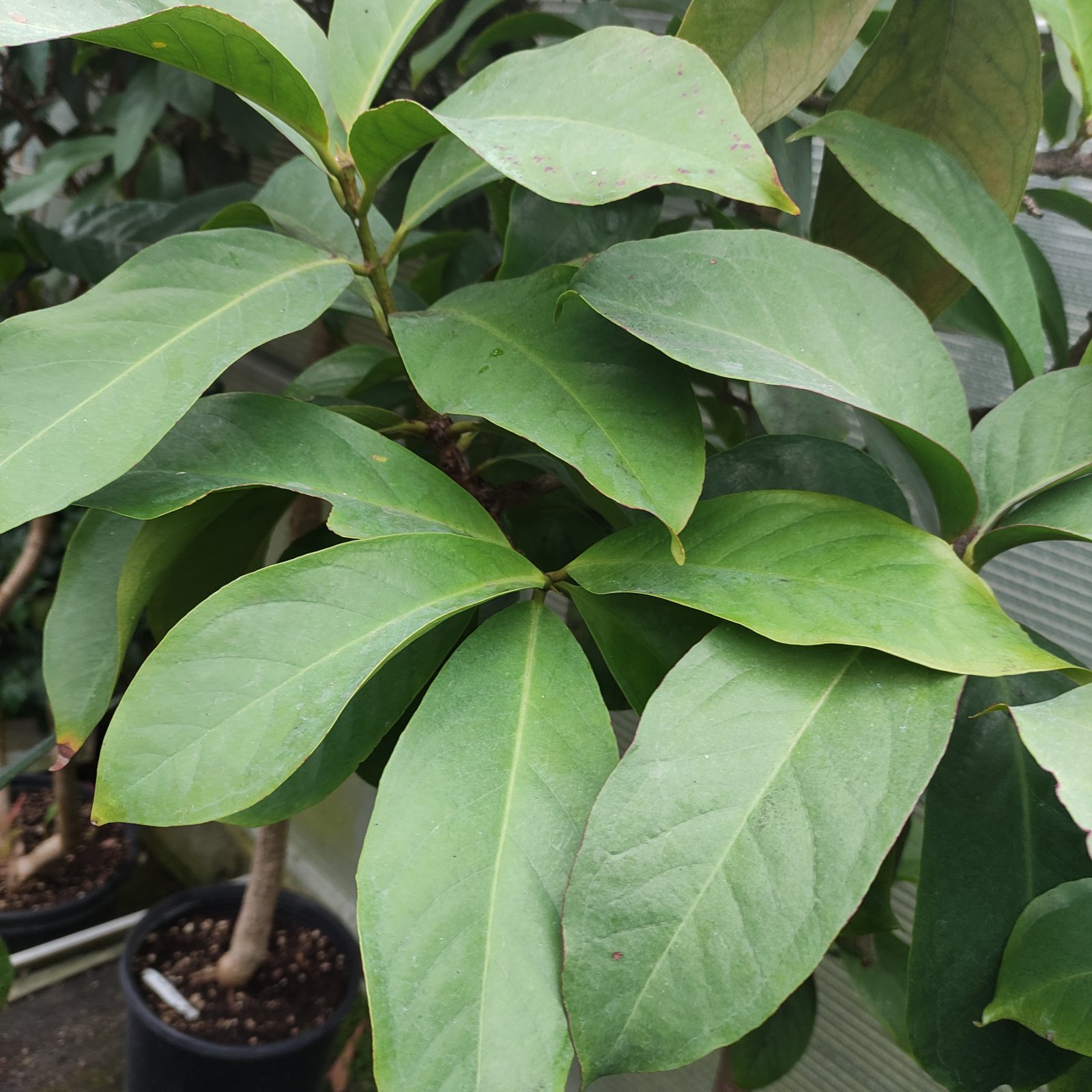 Arbusto - SYZYGIUM malaccense POMO di MALAYA 