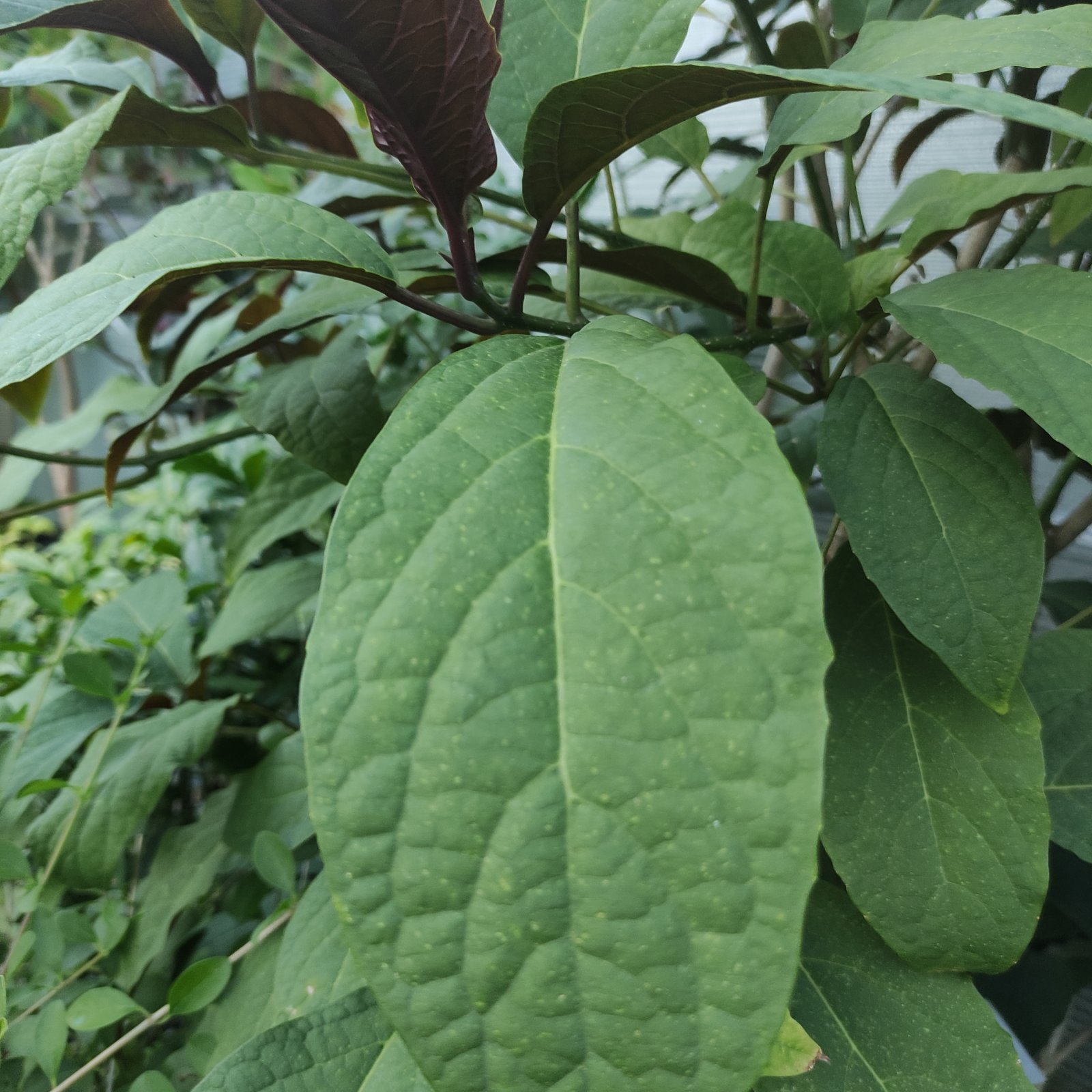 Arbusto - CLERODENDRUM quadriloculare in vendita