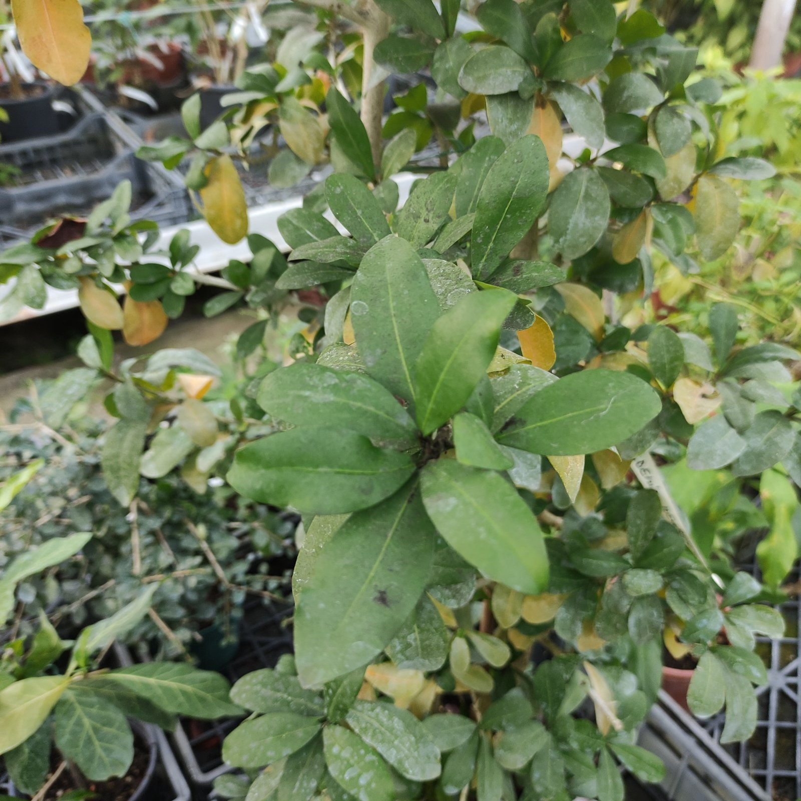 Arbusto - GARDENIA neuberia sin. HYPERACANTHUS amoenus