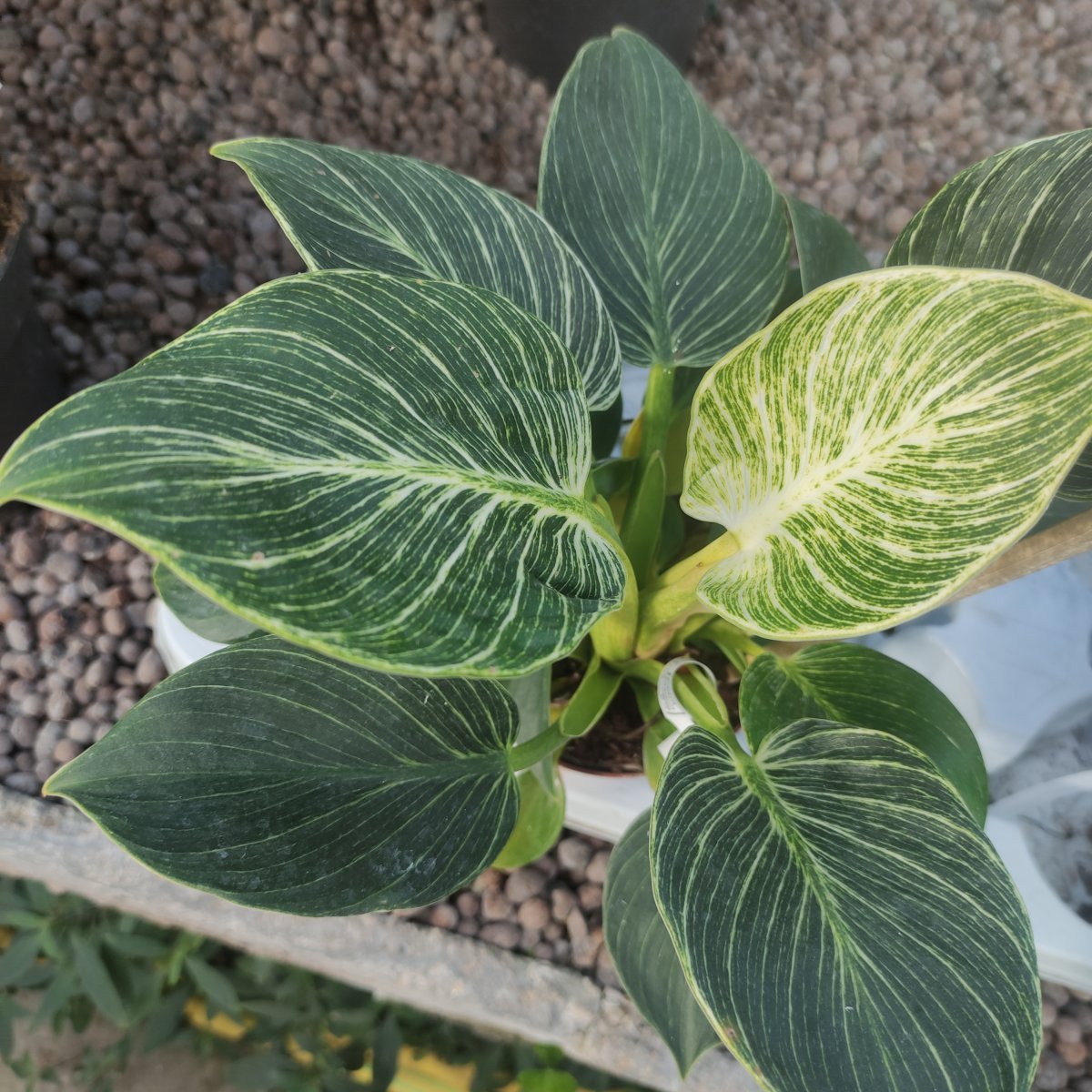 Arbusto - PHILODENDRON White Wave