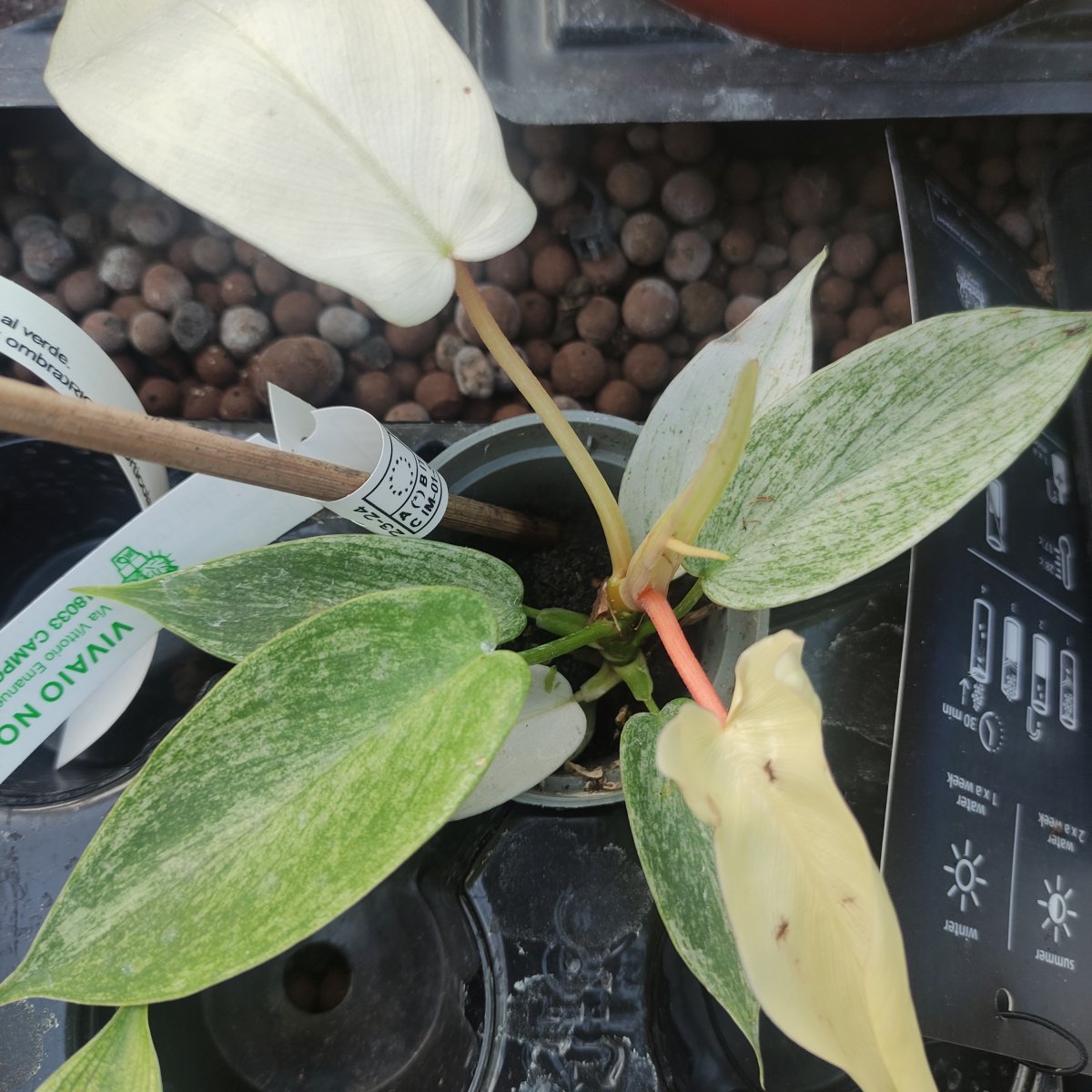 Arbusto - PHILODENDRON Florida Ghost in vendita