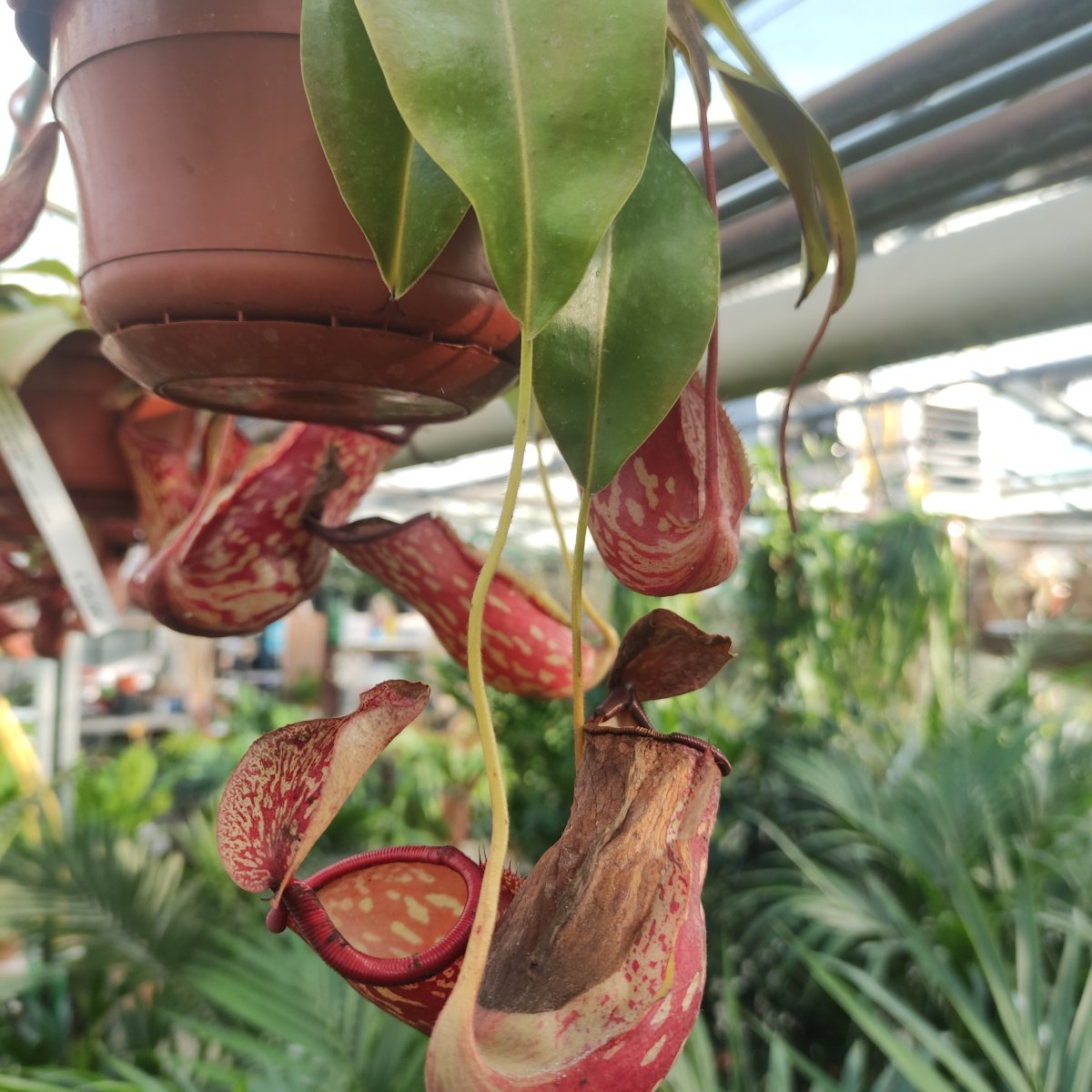 Carnivora - NEPENTHES Gaya in vendita