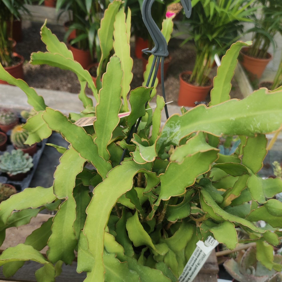 Cactacea - EPIPHYLLUM guatemalense Monstrosa