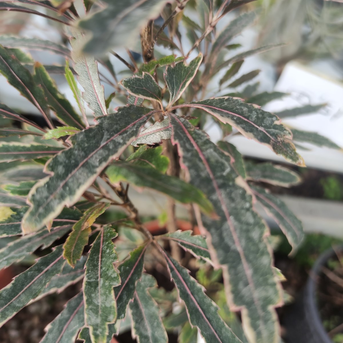 Arbusto - DIZYGOTHECA elegantissima Albo Marginata sin. SCHEFFLERA