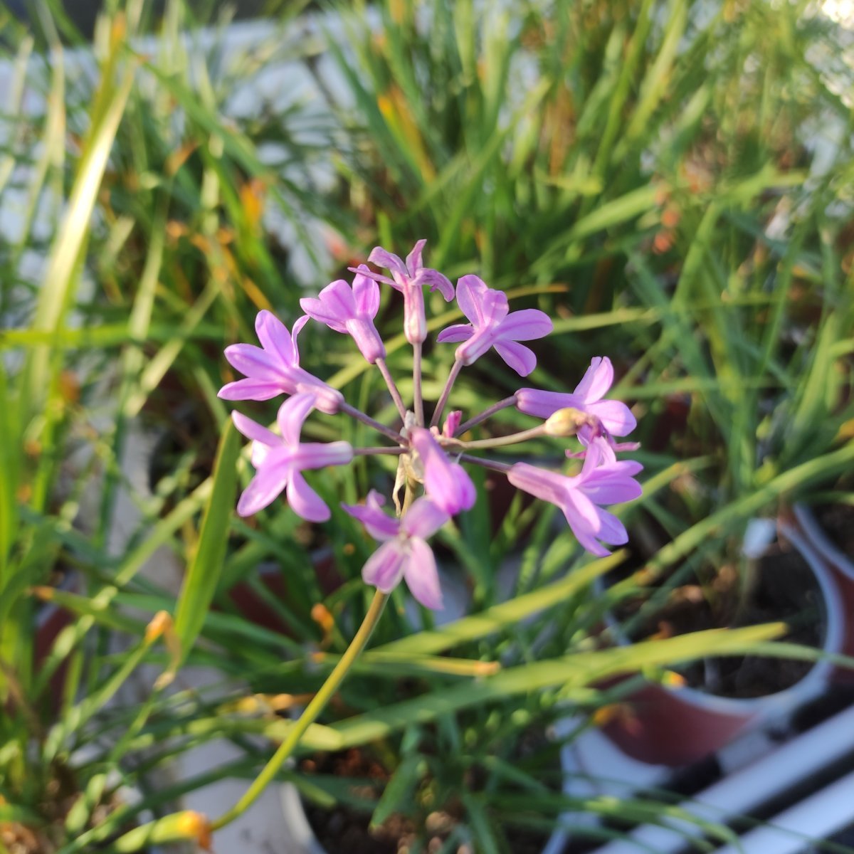 Erbacea - TULBAGHIA violacea in vendita