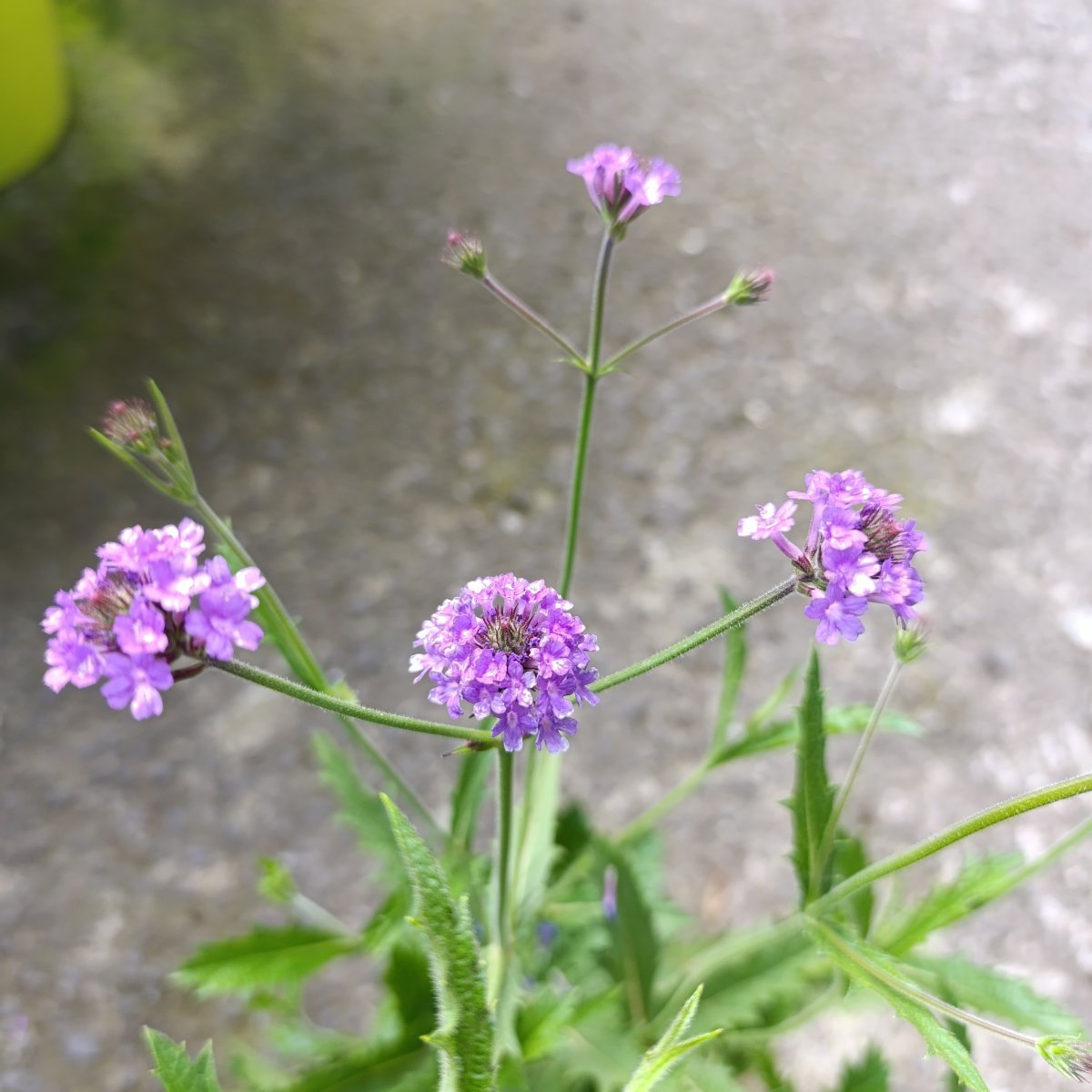 Erbacea - VERBENA venosa