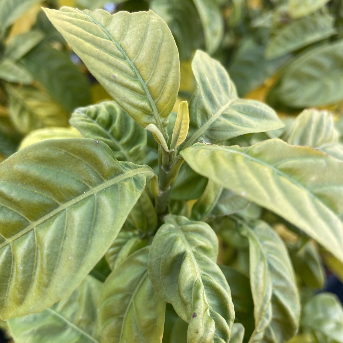 Arbusto - DUVERNOIA adhatoides in vendita