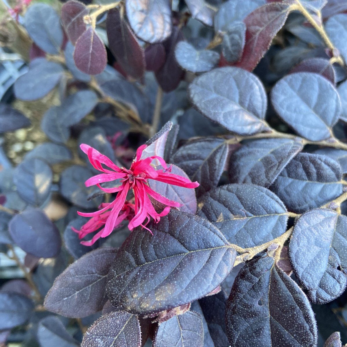 Arbusto - LOROPETALUM chinense Black Pearl in vendita
