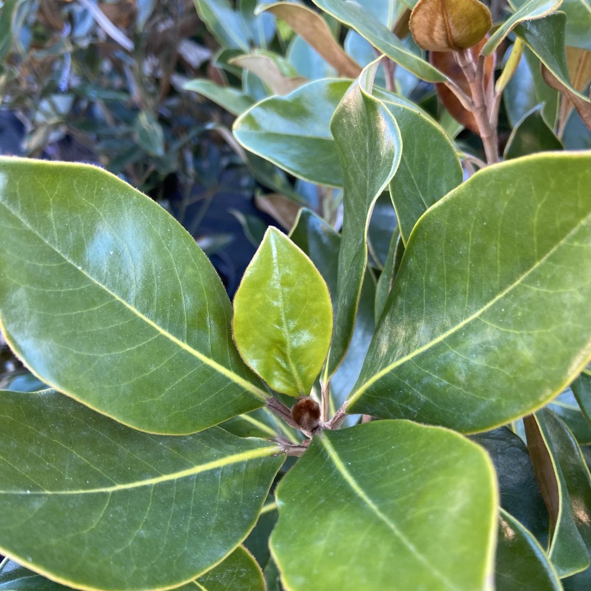Arbusto - MAGNOLIA grandiflora Little Gem in vendita