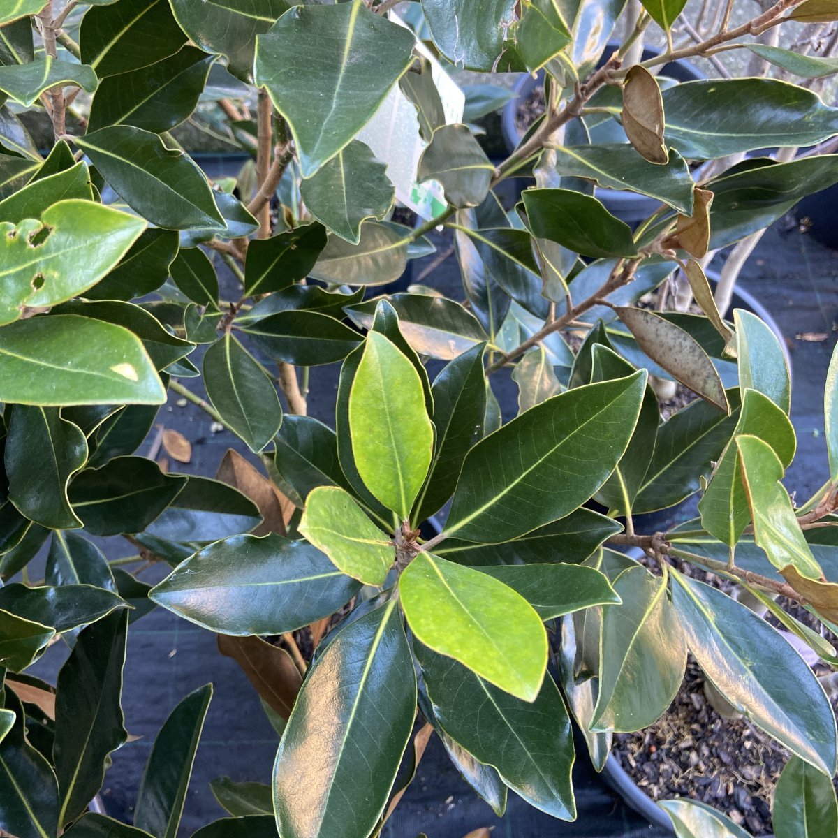 Arbusto - MAGNOLIA grandiflora