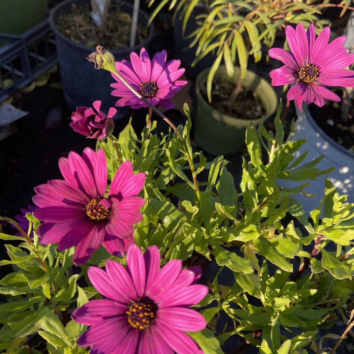  - DIMORPHOTECA pluvialis sin. OSTEOSPERMUM in vendita