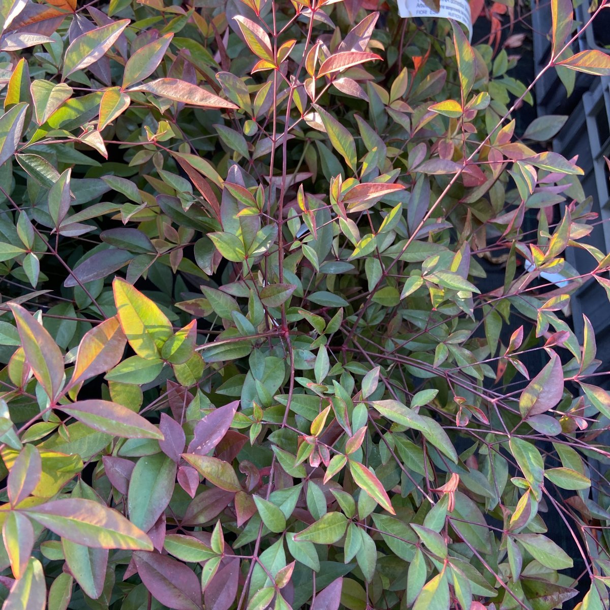 Arbusto - NANDINA domestica        in vendita